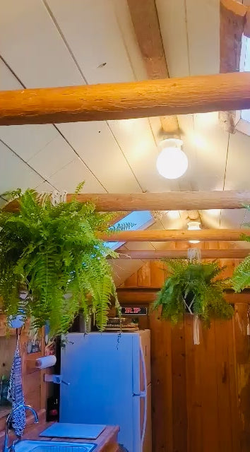 Orchard Strong Cabin